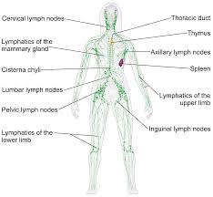 lymphatics